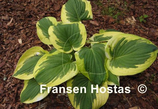 Hosta Cavalcade